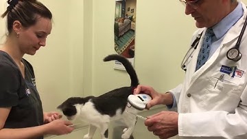 A microchip is a permanent form of identification