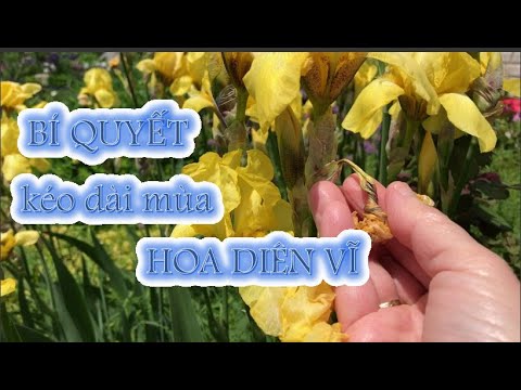 Video: Trồng Iris Hà Lan trong nhà: Làm thế nào để Buộc nở hoa Iris Hà Lan