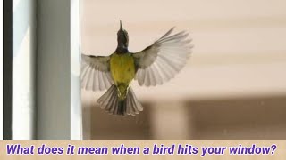What does it mean when a bird keeps hitting on a window?🦜🦅🕊