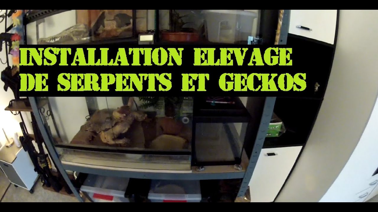 Présentation de mon installation " Rack " pour élevage de reptiles