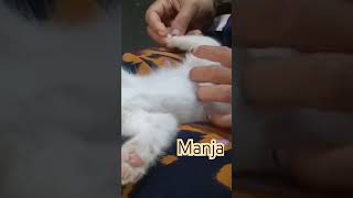 manja anakkucinglucuimutgemesin catlover funnycat cute cat shorts