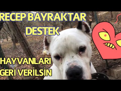 Dogo argentino Bu hayvanlarında  yaşamaya hakları var