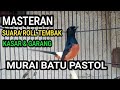 Masteran Murai Batu Muda supaya Roll Tembak