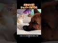 母無き子猫シェパードが守る # 可愛いペット #猫 #犬