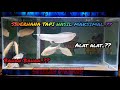 Tutorial sederhana mengganti dan menguras akuarium #IKAN PREDATOR