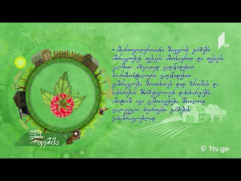 #უკეთრომაკეთო როგორ გავამრავლოთ მაყვალი