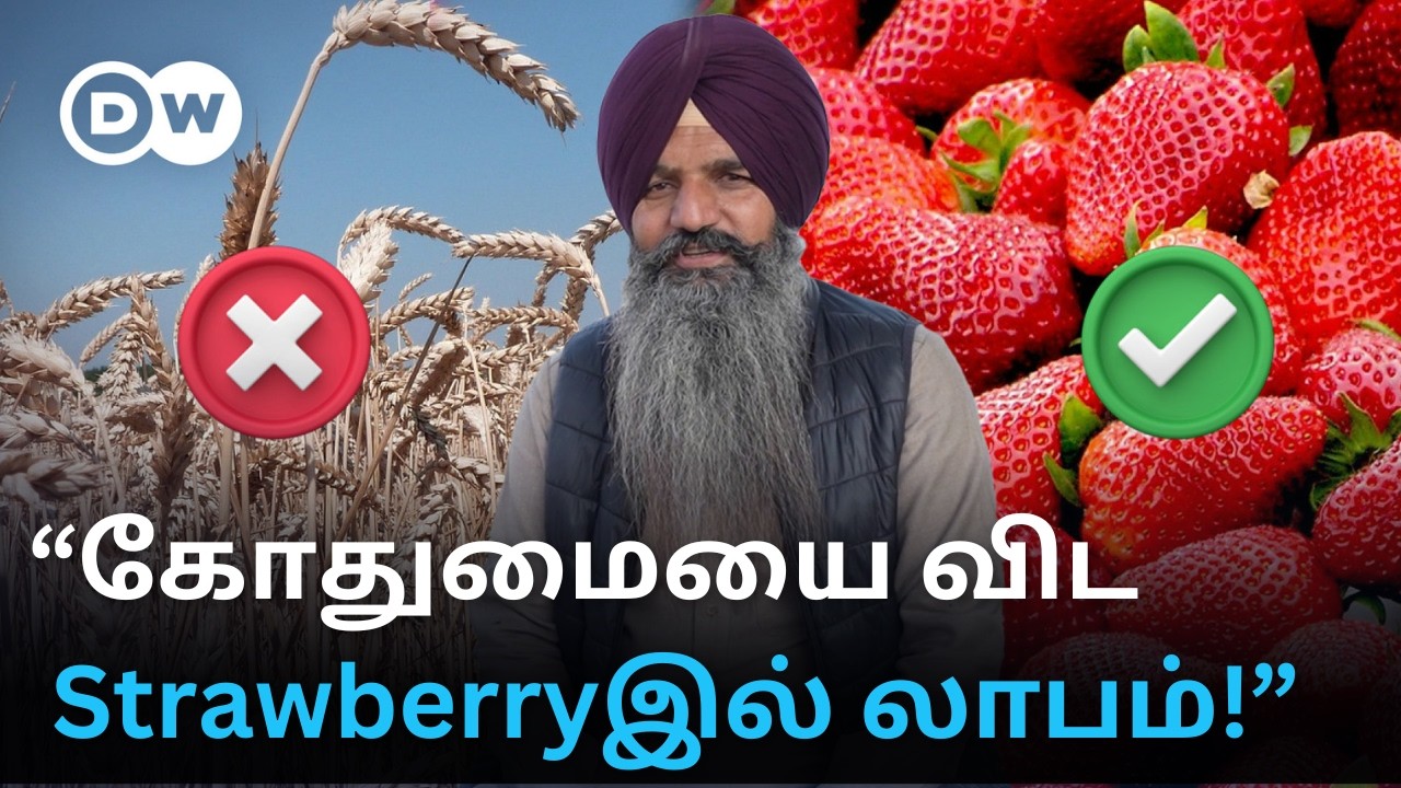 ”குறைவான நீர்... 5 Lakhs Profit” - Strawberryஆல் கொட்டும் வருமானம்; Punjabல் புரட்சி செய்த Farmer