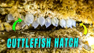 Baby Cuttlefish Hatches from Transparent Egg in Fish Rock Cave