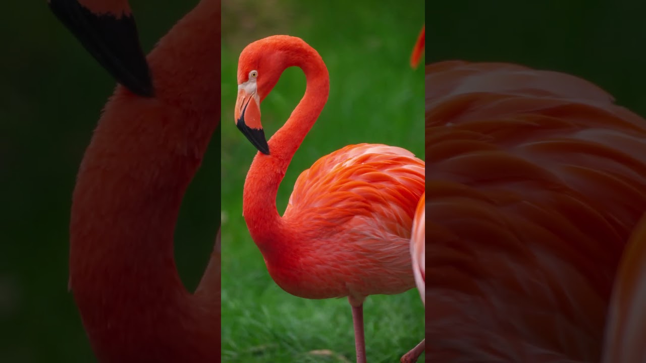 Flamingos, why do flamingos sleep on one leg?