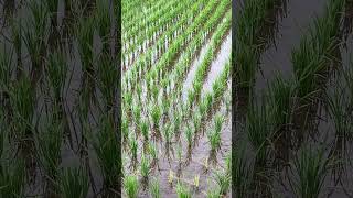 IMG 4744