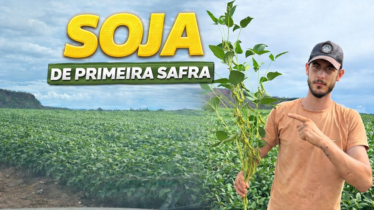 SOJA DE PRIMEIRO ANO NO CERRADO – FOMOS VER DE PERTO NA FAZENDA VIZINHA