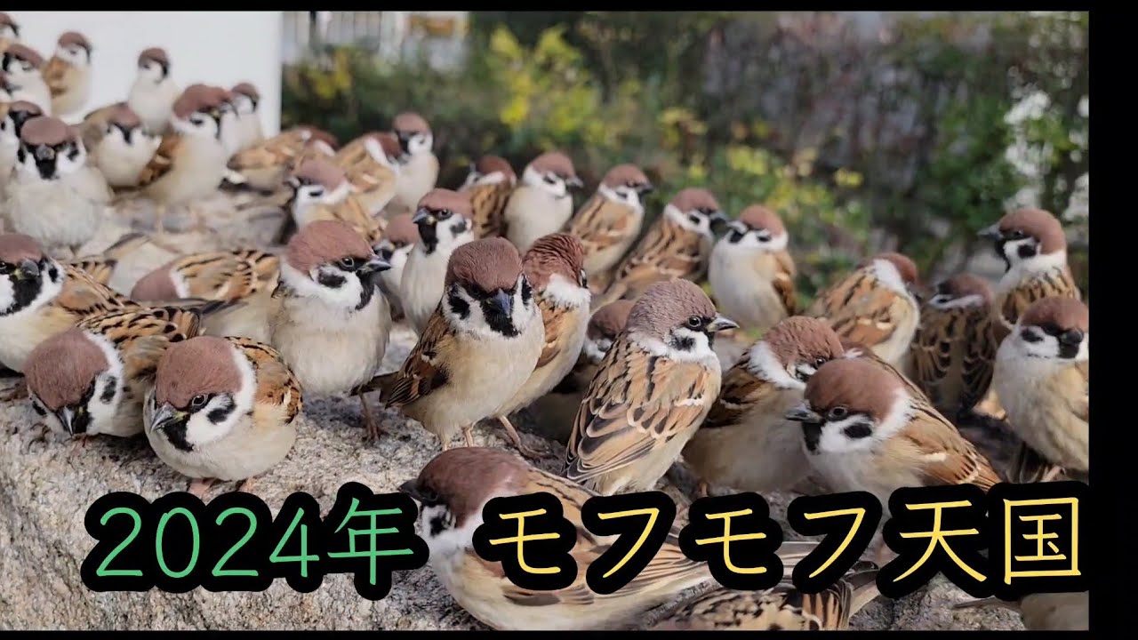 pipipi 様専用 新年モフモフ大集合【PIPIPIのすずめ日記 】