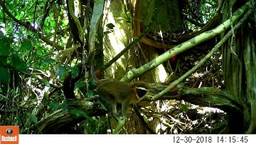 Monkey selfie: Secretive and colorful dryas monkey mugs for a camera trap