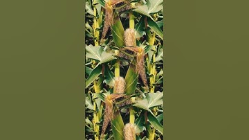 ❤️ NICK JIJU #nickjonas SINGING while #priyankachopra dancing on his tune #siddharthchopra wedding