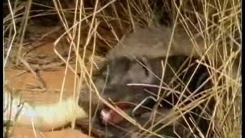 Honey Badger ~ The Most Fearless Animal on Earth ~ ORIGINAL