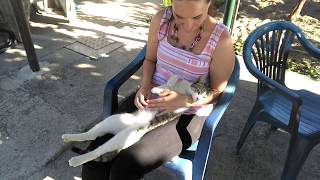 Cute cat loves to be petted