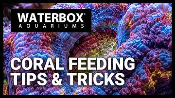 Coral Feeding Tips: How to feed your corals in a reef aquarium