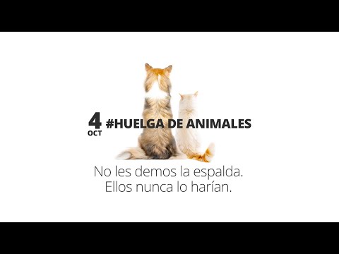 Los perros y los gatos nos dan la espalda