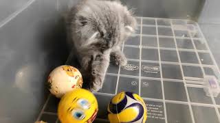 Peti The Scottish Fold Becomes A Football Player! (Funny Kitten Video) by Kitten Show 322 views 2 years ago 2 minutes, 39 seconds