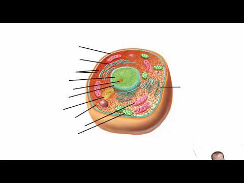 Video: Watter organelle is dele van die endomembraanstelsel?