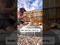 Kado’s Sit-to-Stand Rehab | The Dog PT Exercise That Builds Trust &amp; Strength