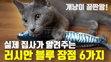 강아지? 고양이? 개냥이 끝판왕 러시안 블루를 추천하는 이유 6가지!!