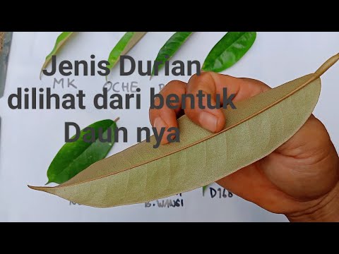 Video: Bagaimana Membezakan Alder Dari Aspen? Perbezaan Daun. Apakah Perbezaan Antara Kayu? Bagaimana Rupa Buah-buahan Pokok?