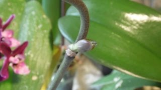 Orchid Cloning