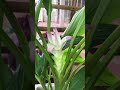 White Turmeric Flower| Turmeric Flower #short