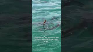 What Is X Series What Is Squid Ink, And Should You Eat It?