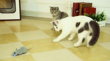 Wireless Mouse Hunt Toy