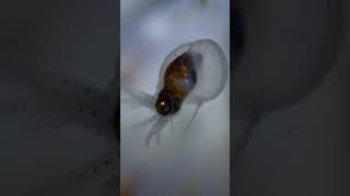 Tiny octopus the size of a grain of rice ventures out #babyanimals #octopus