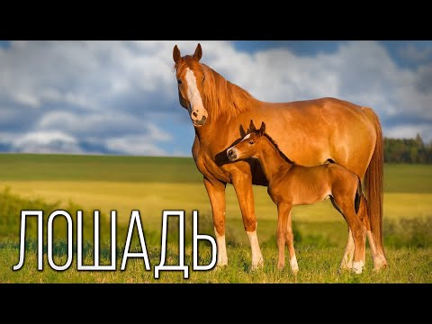 वीडियो: प्रेज़ेवल्स्की का घोड़ा: विवरण, विशेषताएं और दिलचस्प तथ्य