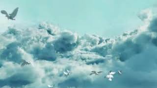 Птах миру(відео Футаж)