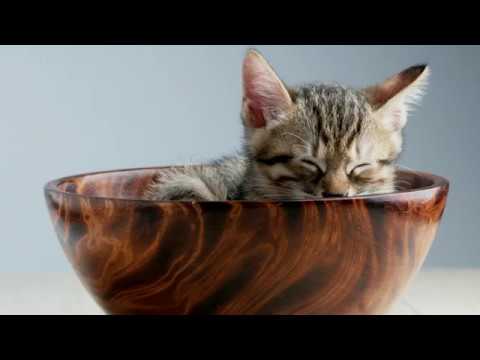 Video: Ce muzică le place pisicilor?