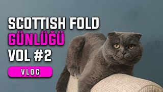 Kedi Görünümlü İnsan Alex #2 | Vlog | Scottish Fold