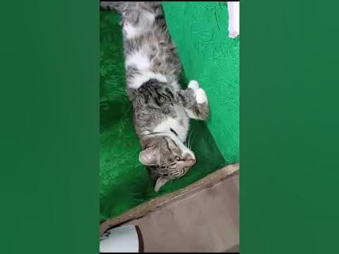 Прикол про кота - YouTube