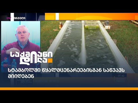 სტამბოლში წყალმცენარეებისგან საწვავს მიიღებენ