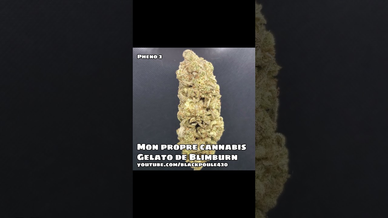 MON PROPRE GELATO de Blimburn - ma propre culture de cannabis 