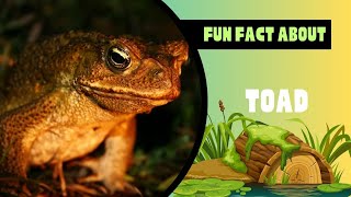 Top Facts About Toad