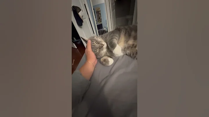 Watch the video about Cat #cat #cats #shorts #short #catvideos #catlovers #catshorts #pets #kittens