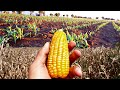 Como Sembrar Maíz🌽 Muy Fácil |Paso a Paso| Cultivo de Maíz Amarillo