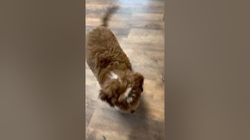 Cavapoo Puppy Training