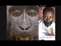 Mapengo Vs Baboon Nyani Haoni Kundule