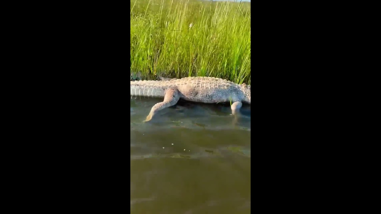 Discovered A Dead Alligator While Kayak Fishing