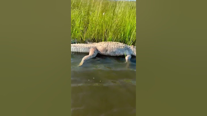 Discovered a dead alligator while kayak fishing