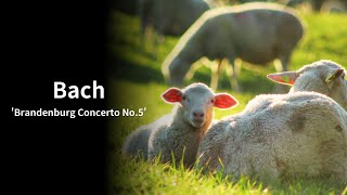 バッハ【ブランデンブルク協奏曲 第5番】/Bach【Brandenburg Concerto No.5】