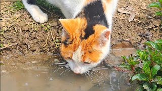 Cute pregnant cat drinking water after eating.