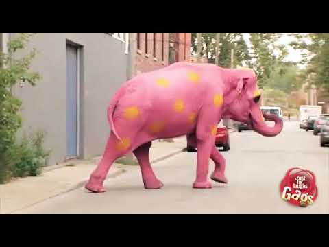 Video: Roze olifant en herfstregens