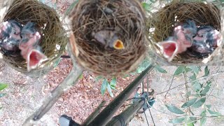 mencari sarang burung dan menemukan anak kutilang dan kipasan